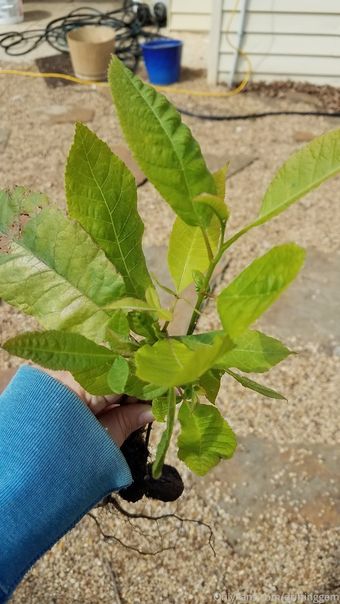 driftinggem Голі Зливи OnlyFans Фото 6