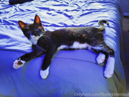 fosterkittendad