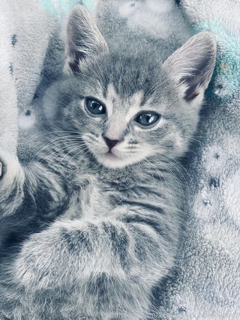 xxxhookedonbrookefree